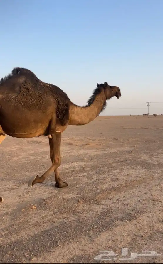ناقه كفو الشكل طيب و البطن طيب 2