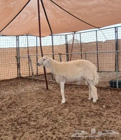 مشروع فحل حري 1