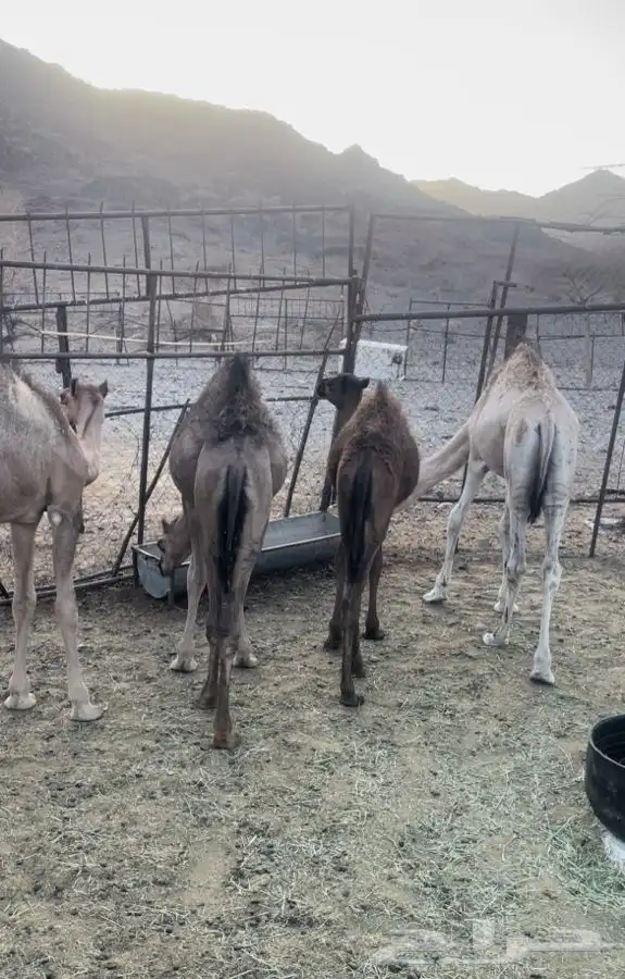 قعدان 0