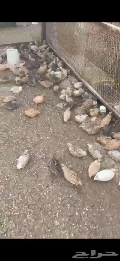 سمان بياض 0