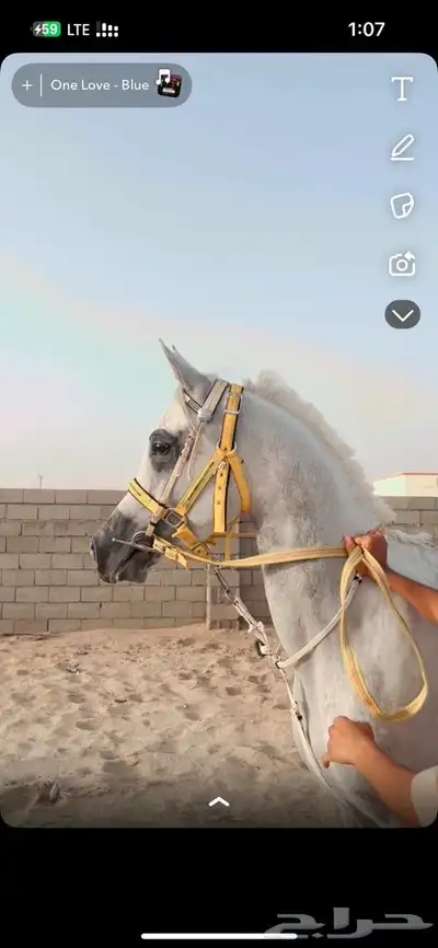 حصان شعبي 0