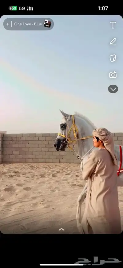 حصان شعبي 1