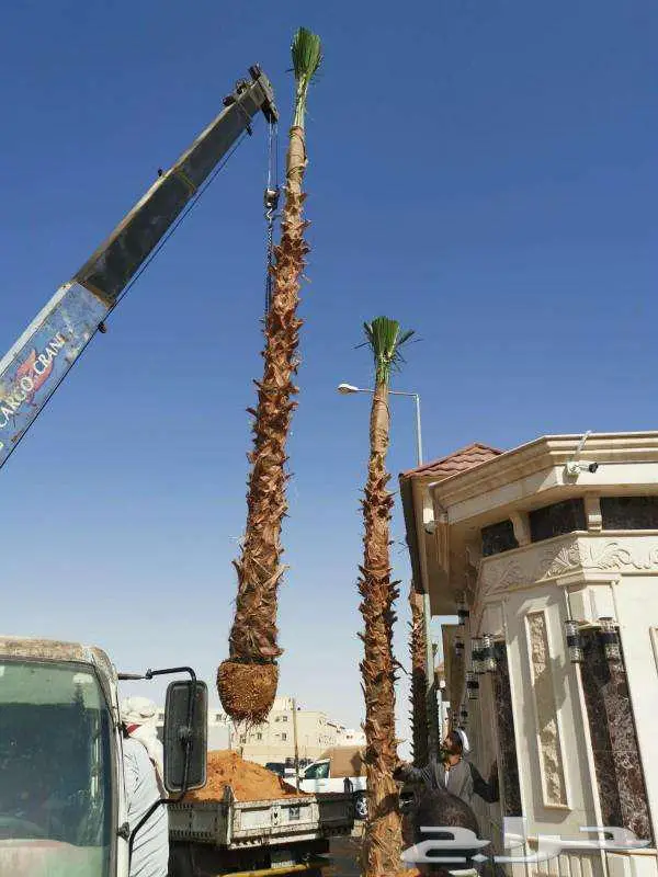 نخل واشنطني زينه طبيعي 10