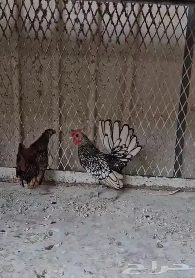 دجاج سبرايت امريكي ابو هزه 2