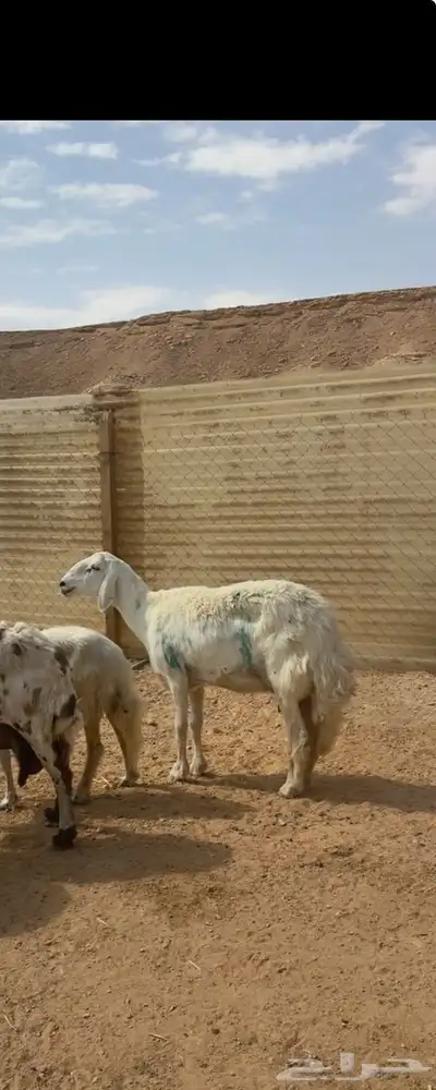 هرفي حري وطلي نعيمي 6