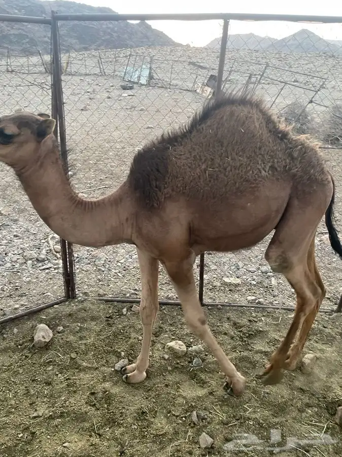 قعدان 4