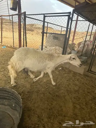 شاه 0
