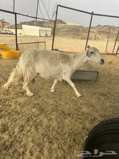 شاه 1