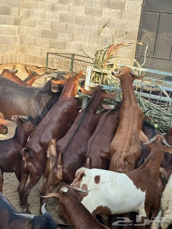 ذبايح مرابي عسير مع الذبح والتوصيل 2