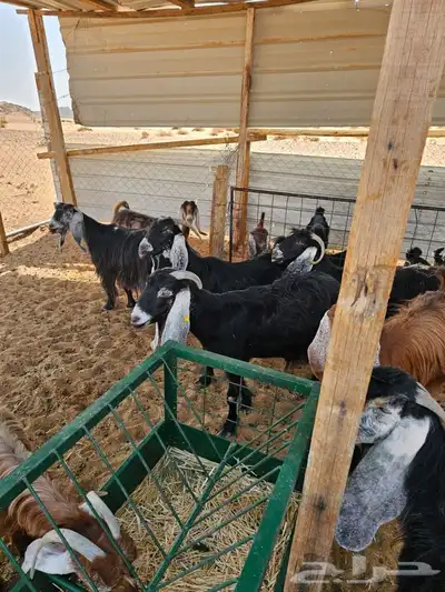 معزا متابيع للبيع 4