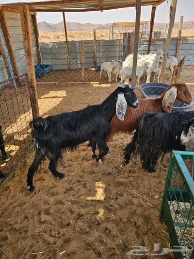 معزا متابيع للبيع 2