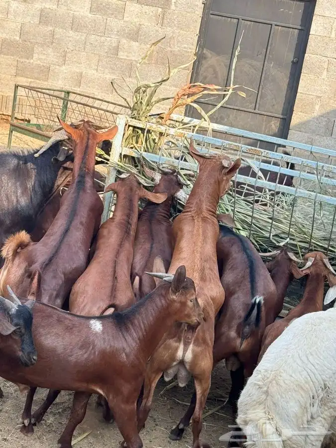 ذبايح مرابي عسير مع الذبح والتوصيل 1