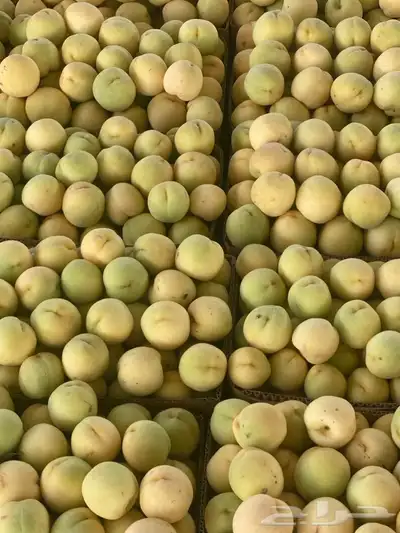 خوخ بني سعد 0