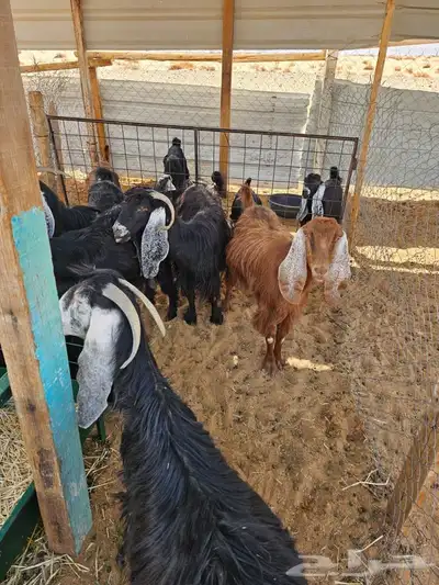 معزا متابيع للبيع 0