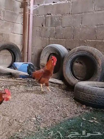 3ديوك بلدي 0