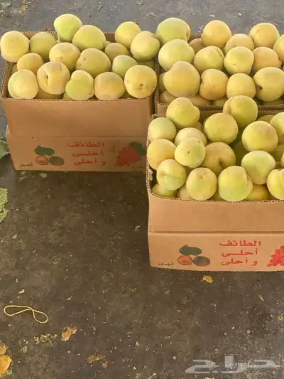 خوخ بني سعد 1