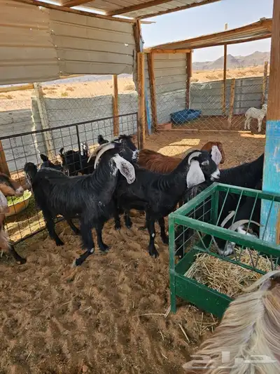 معزا متابيع للبيع 1