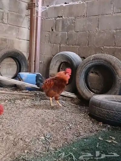3ديوك بلدي 3