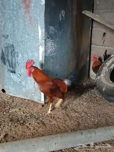 3ديوك بلدي 1