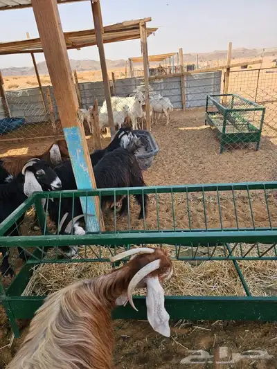 معزا متابيع للبيع 8