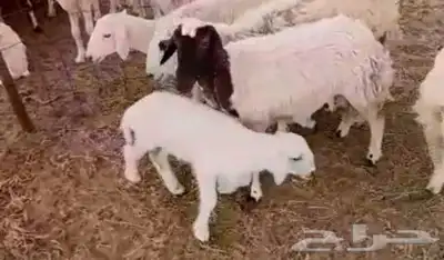 مقاني للبيع كل نعجة معها طلي 1 بالإضافة إلى طلي ذبيحة 2