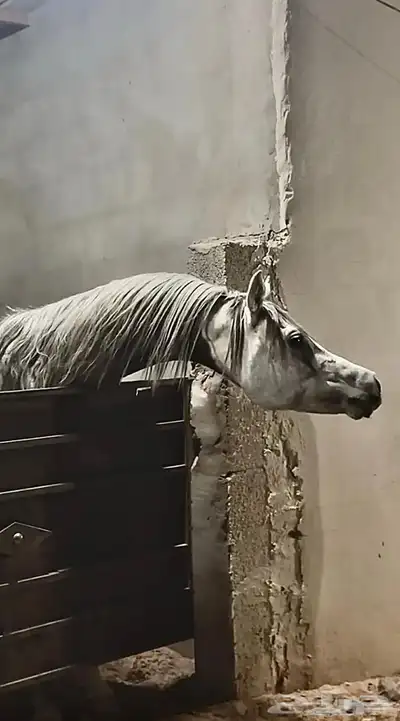 شعبي فاخر 4
