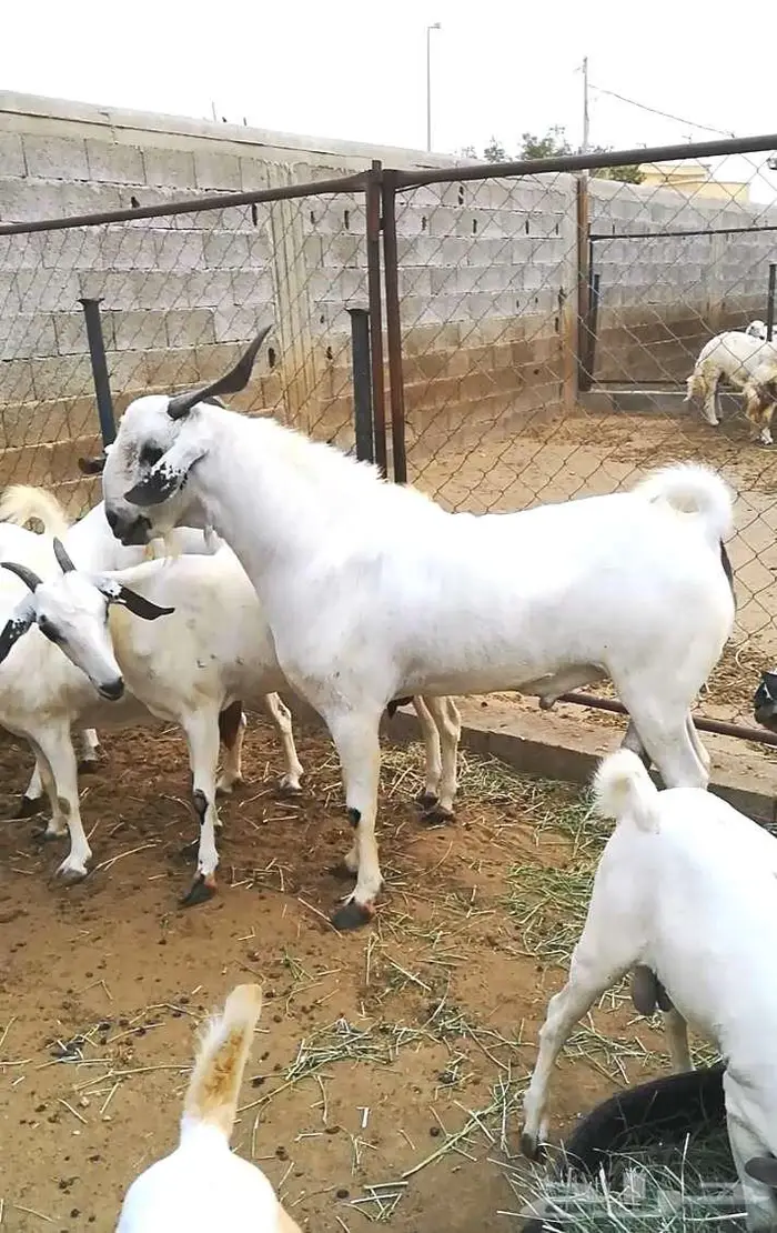 فحل بيشي صنف 5