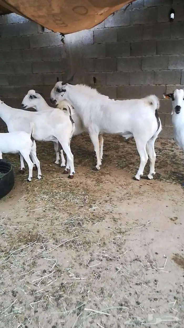فحل بيشي صنف 8