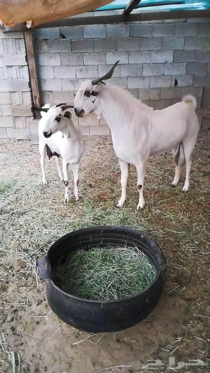 فحل بيشي صنف 7