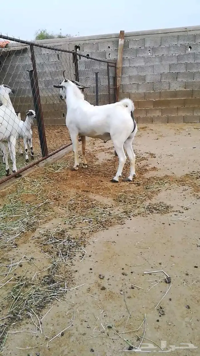 فحل بيشي صنف 10