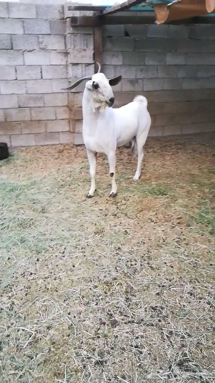 فحل بيشي صنف 9