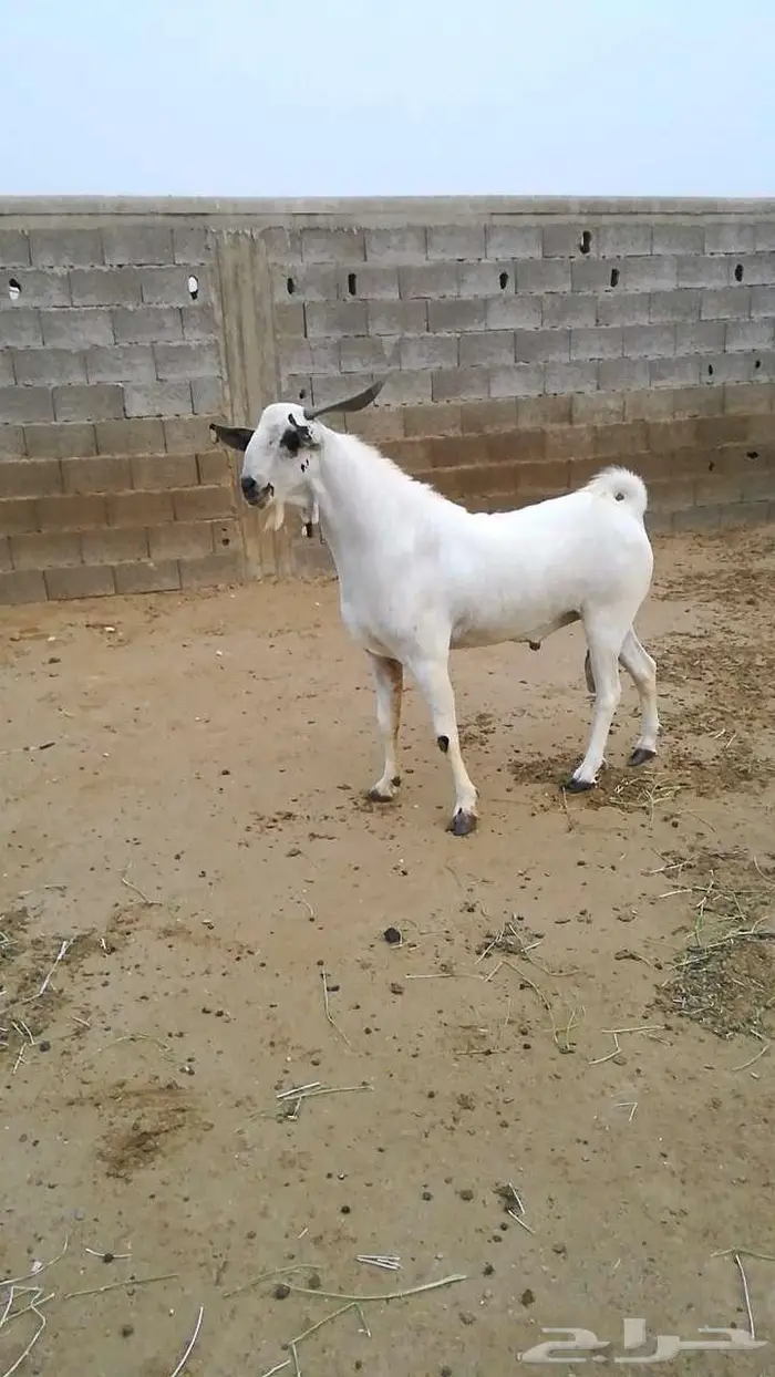 فحل بيشي صنف 4