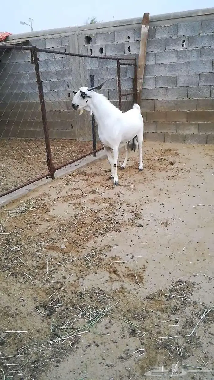 فحل بيشي صنف 6