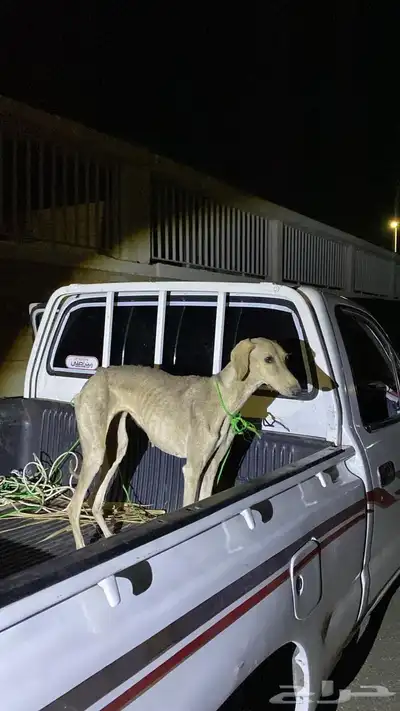سلقه عربيه اصيله 0
