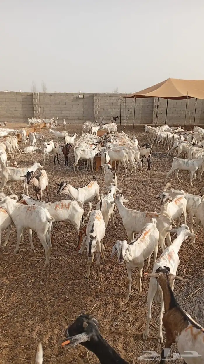 تيوس صومالية 0