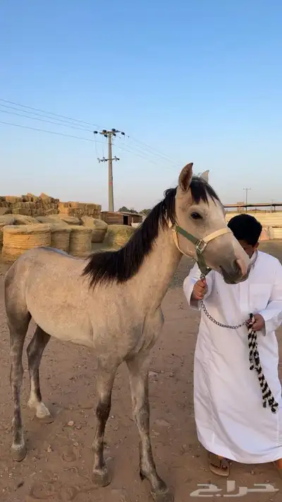 حصان البيع شعبي 0