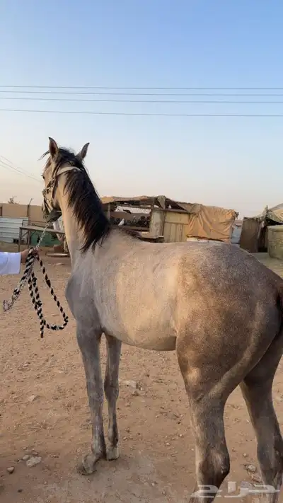 حصان البيع شعبي 1
