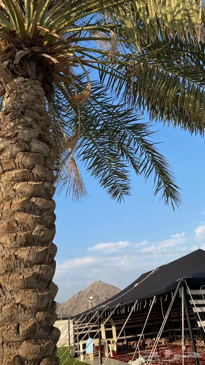 استراحة ومخيم المتميز بالراشدية للايجار اليومي 4