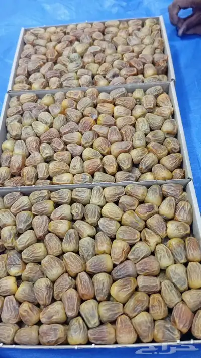 سكري مفتل 2