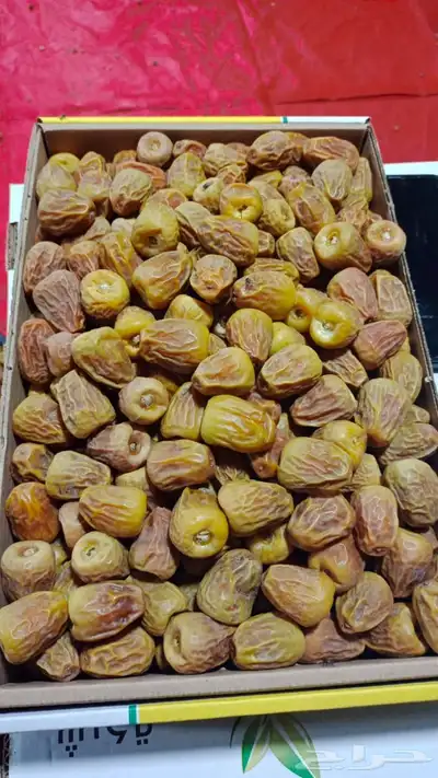 مفتلات 1