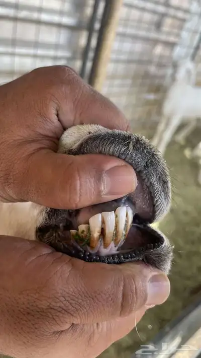 حريه معها 2 1