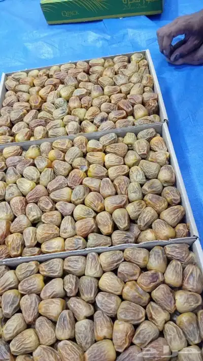 سكري مفتل 1