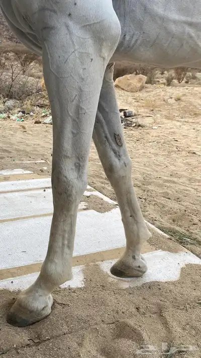 حصان شعبي 3