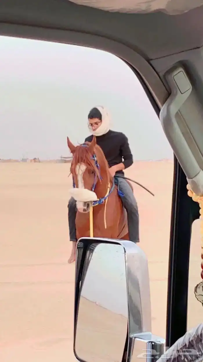 حصان شعبي 8