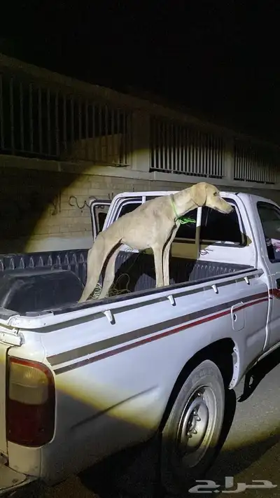 سلقه عربيه اصيله 1