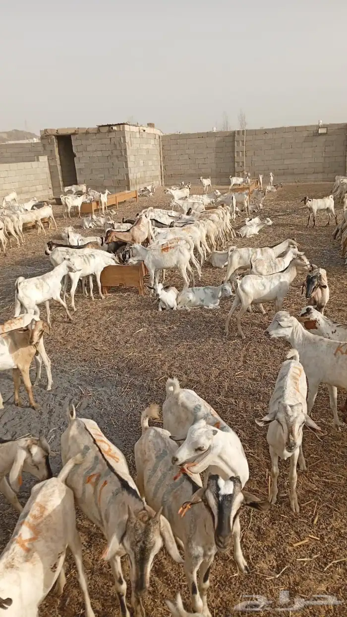 تيوس صومالية 1