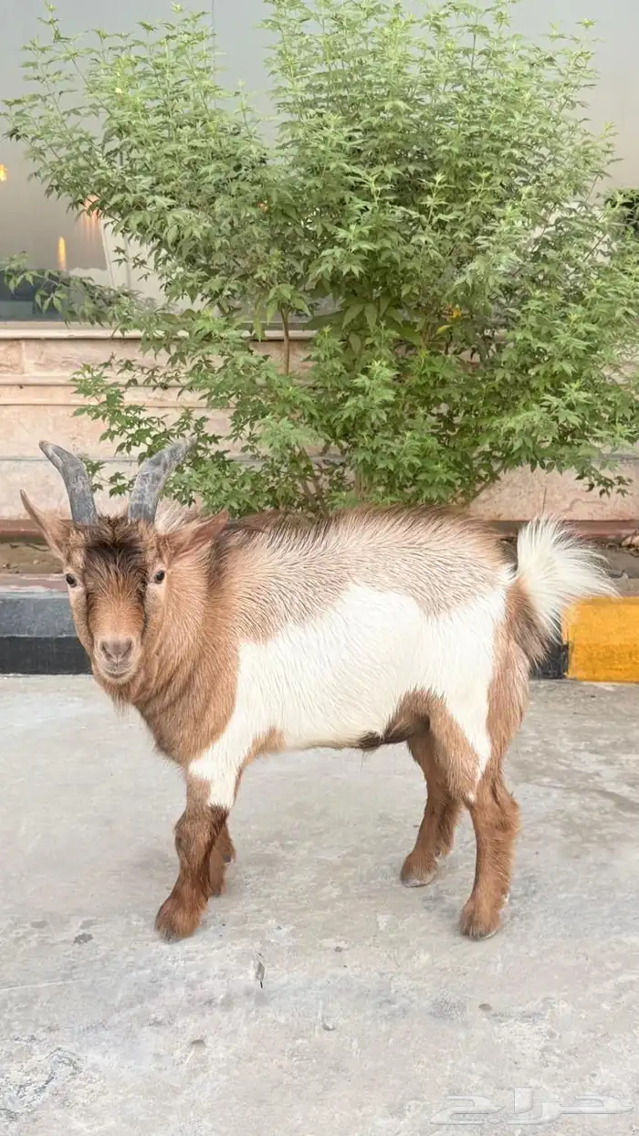 ماهز قزم 3