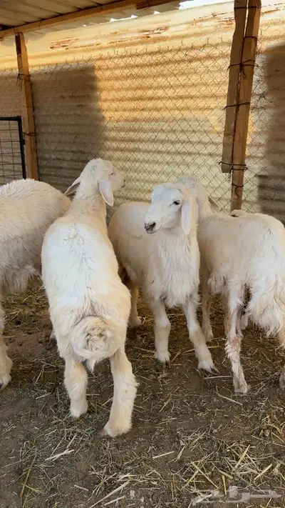 هرفي حري وطلي نعيمي 0