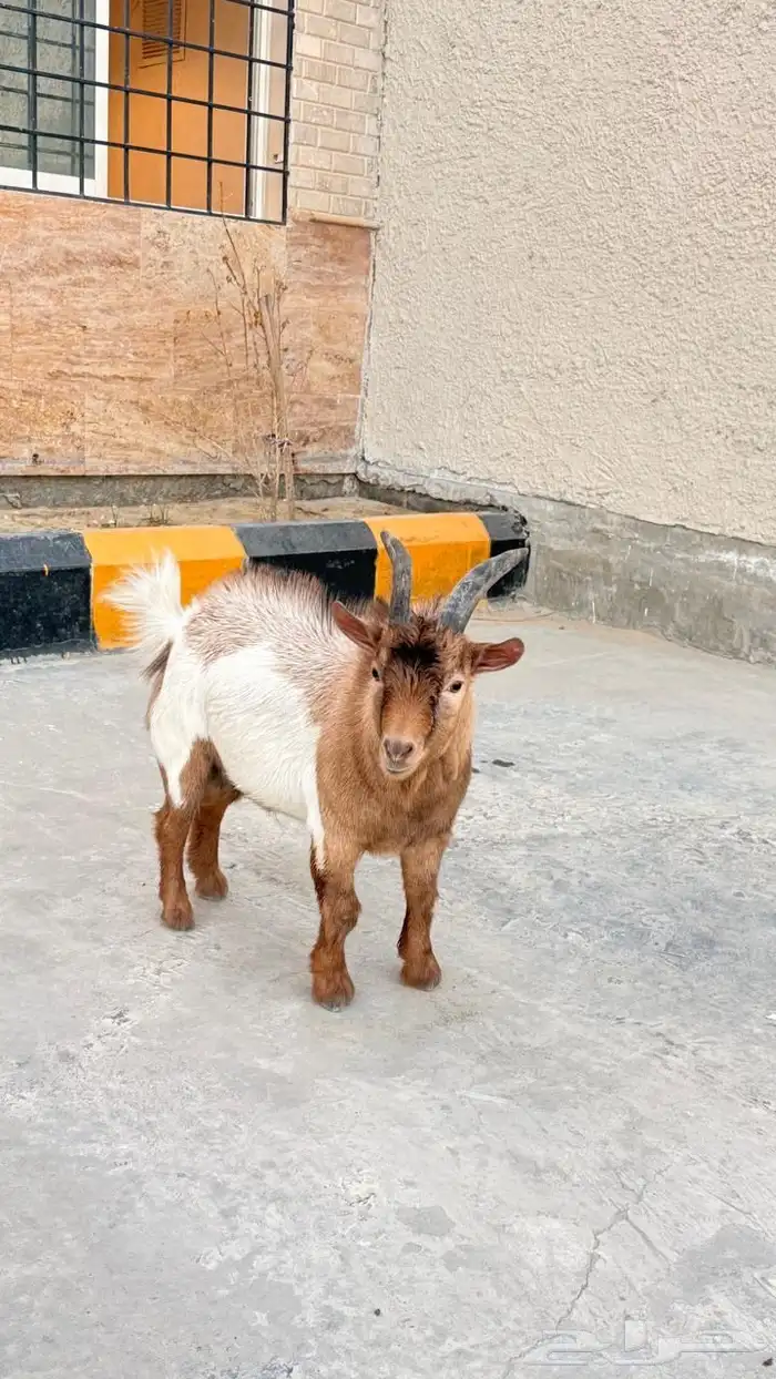 ماهز قزم 4