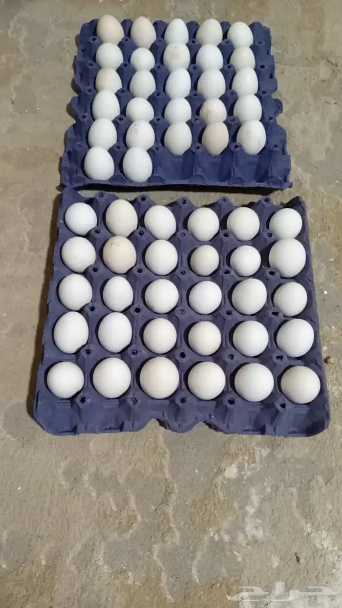 بيض بلدي 0